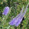 DSC02356.JPG
