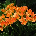 IMG_8290.JPG