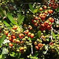 DSC06319.JPG