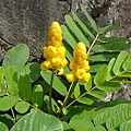DSC00525.JPG翅莢鐵刀木(翅莢決明)