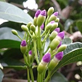 DSC00718.JPG