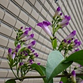 DSC00720.JPG