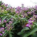 DSC00704.JPG