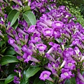 DSC00706.JPG