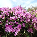 DSC00723.JPG
