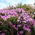 DSC00730.JPG