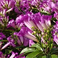 DSC00733.JPG