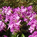 DSC00737.JPG