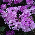 DSC00747.JPG