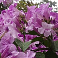 DSC00768.JPG