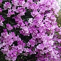 DSC00758.JPG