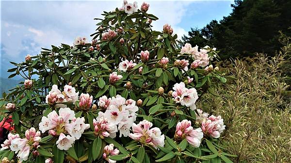 合歡山東峰玉山杜鵑花.jpg