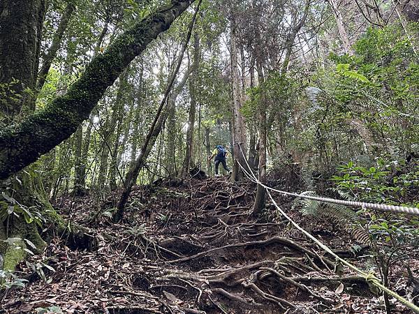 台中和平區長壽山。香杉林。竹林。森林浴