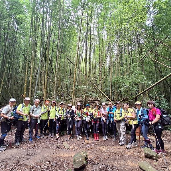 台中和平區長壽山。香杉林。竹林。森林浴