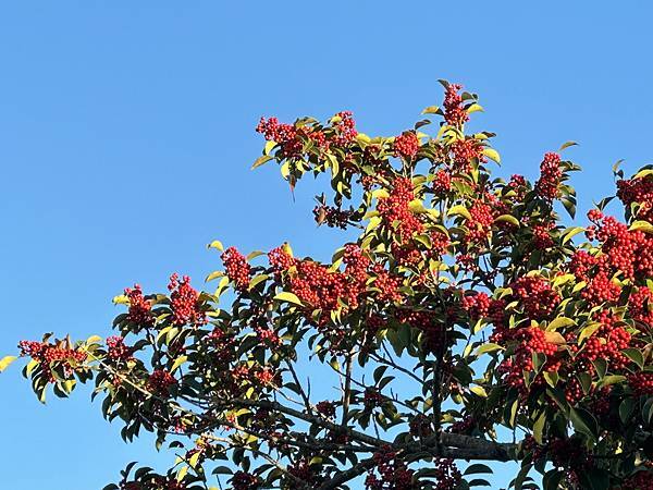 萬子千紅樹~鐵冬青。具柄冬青