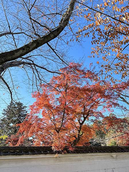 京都賞楓。醍醐寺。世界文化遺產。下醍醐