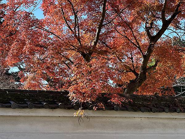 京都賞楓。醍醐寺。世界文化遺產。下醍醐