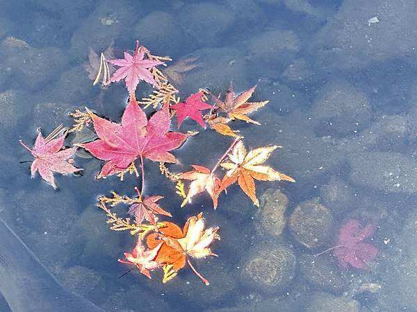 京都賞楓。醍醐寺。世界文化遺產。下醍醐