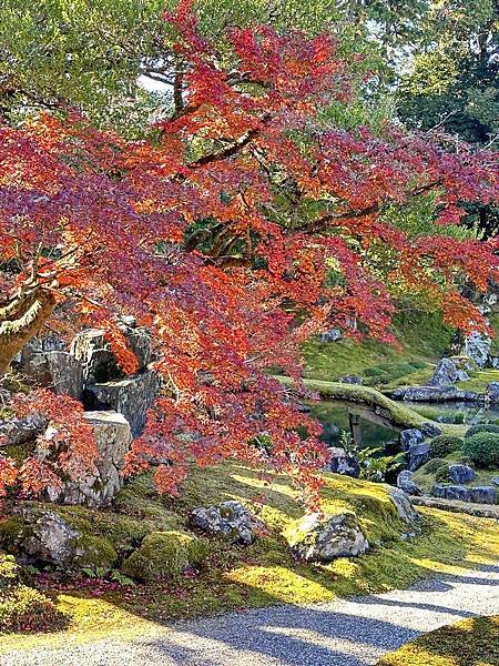 京都賞楓。醍醐寺。世界文化遺產。下醍醐