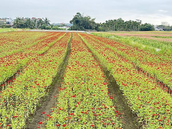 高雄美濃花海。繽紛登場。美濃湖