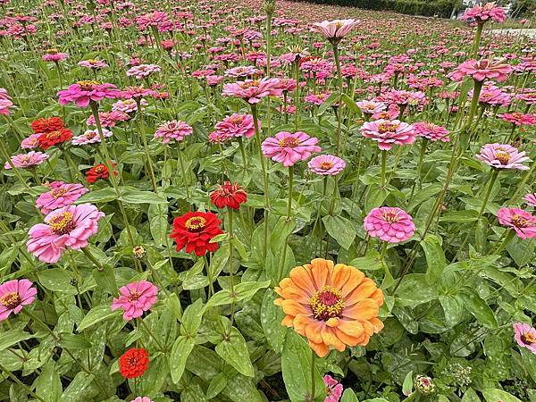 高雄美濃花海。繽紛登場。美濃湖