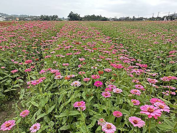 高雄美濃花海。繽紛登場。美濃湖