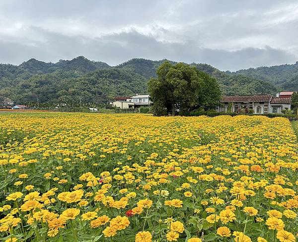 高雄美濃花海。繽紛登場。美濃湖