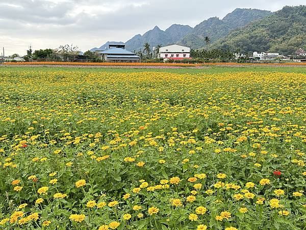 高雄美濃花海。繽紛登場。美濃湖