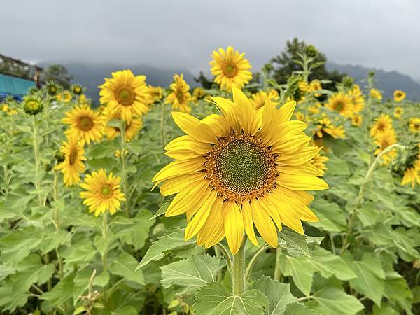 高雄美濃花海。繽紛登場。美濃湖