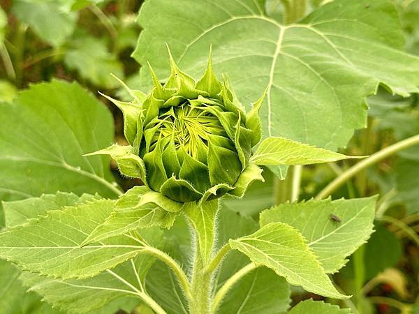 高雄美濃花海。繽紛登場。美濃湖