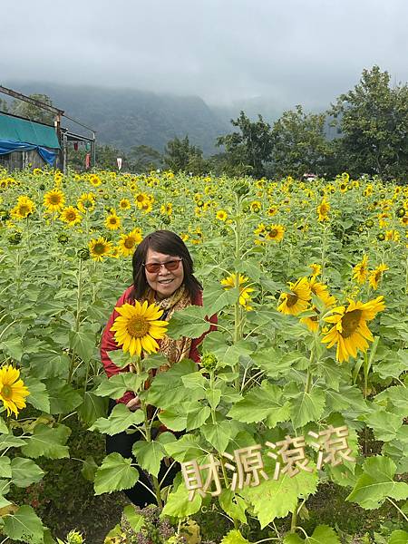 高雄美濃花海。繽紛登場。美濃湖