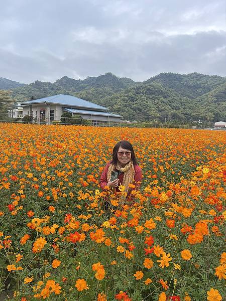 高雄美濃花海。繽紛登場。美濃湖