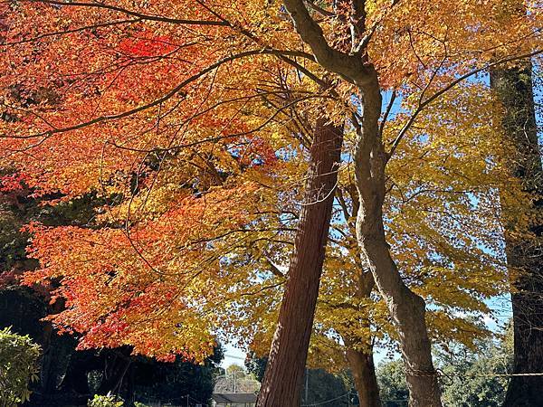 京都賞楓。醍醐寺楓情無限美。上醍醐。弁天池