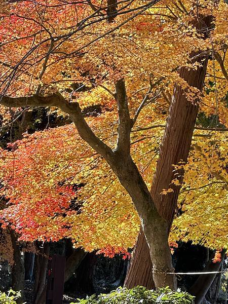 京都賞楓。醍醐寺楓情無限美。上醍醐。弁天池