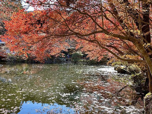 京都賞楓。醍醐寺楓情無限美。上醍醐。弁天池