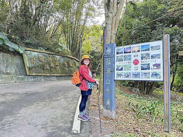 福源山步道賞櫻。桃園市龜山區。百年大榕樹