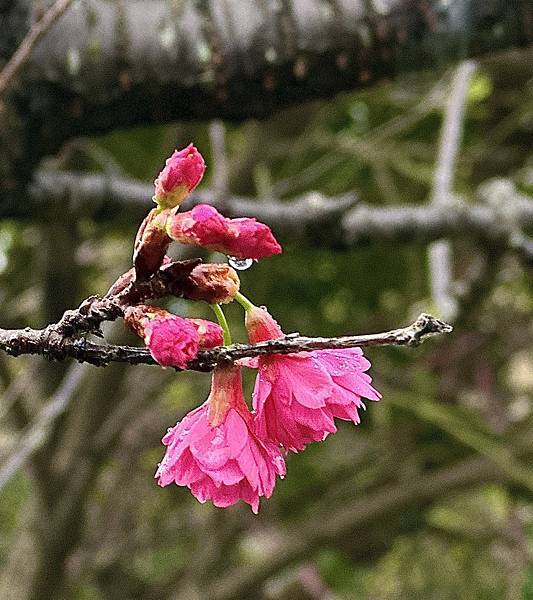 花果嬉春迎龍來