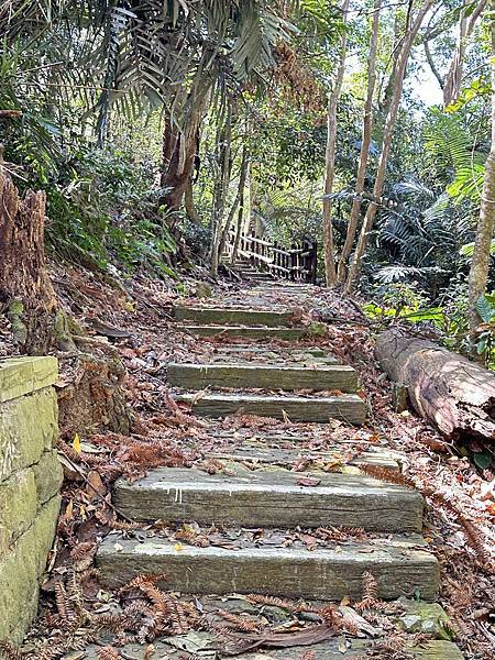 嘉義縣阿里山達邦社區。鳥占亭步道新春踏青