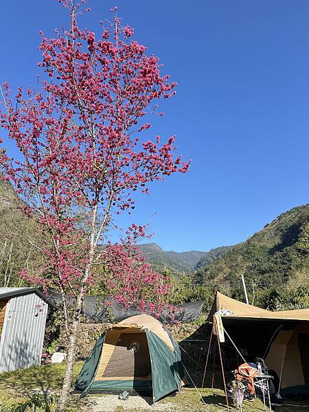 拉拉克斯莊園。青山綠地露營趣。嘉義縣阿里山鄉