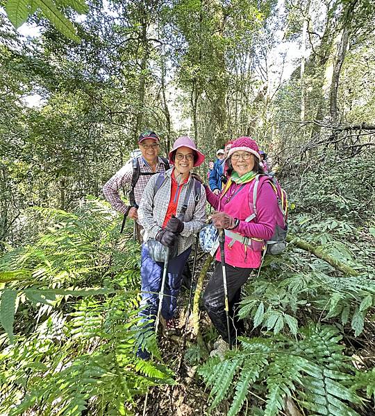 拉拉克斯巨木群探奇。嘉義縣阿里山鄉。