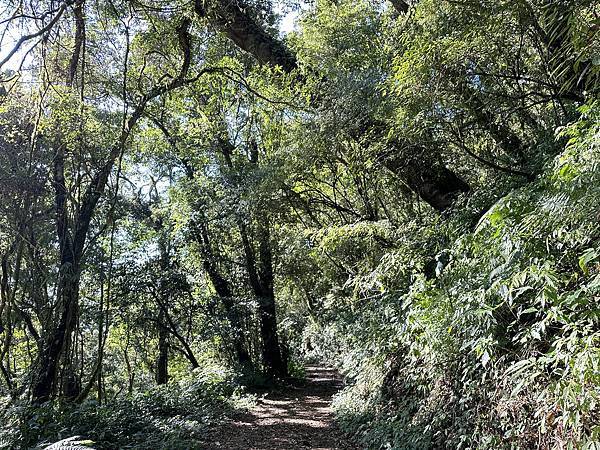 拉拉克斯巨木群探奇。嘉義縣阿里山鄉。