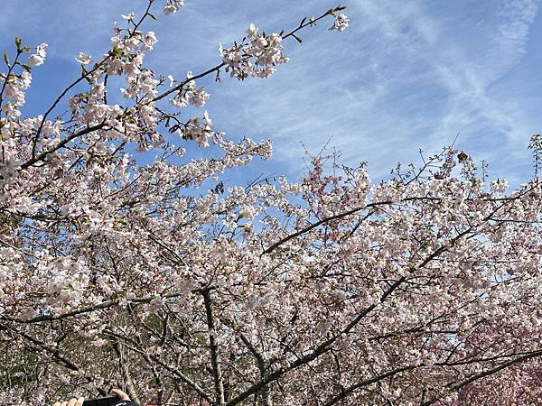 福壽山農場千櫻園。千櫻綻放粉紅滿園。台中市和平區