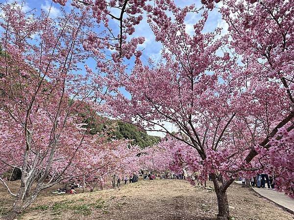 福壽山農場千櫻園。千櫻綻放粉紅滿園。台中市和平區