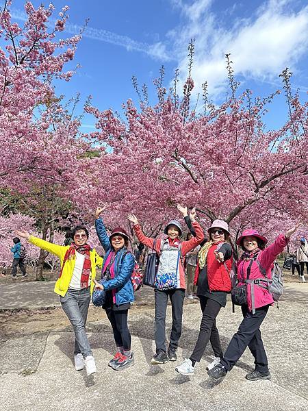 福壽山農場千櫻園。千櫻綻放粉紅滿園。台中市和平區