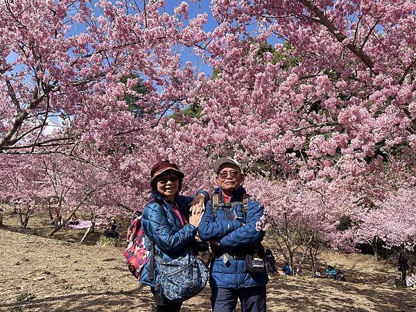 福壽山農場千櫻園。千櫻綻放粉紅滿園。台中市和平區