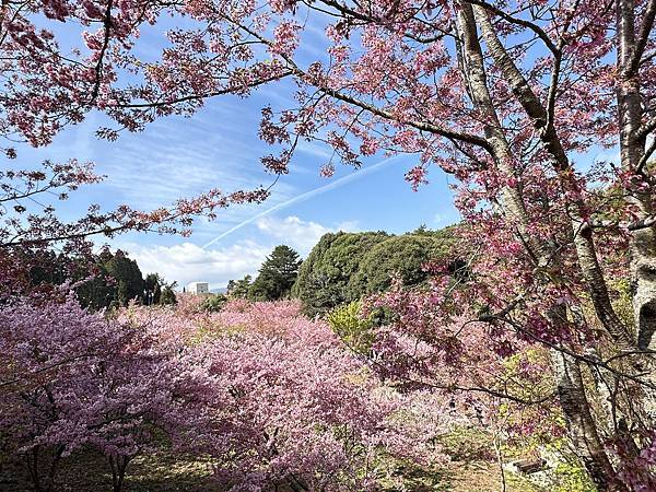 福壽山農場千櫻園。千櫻綻放粉紅滿園。台中市和平區