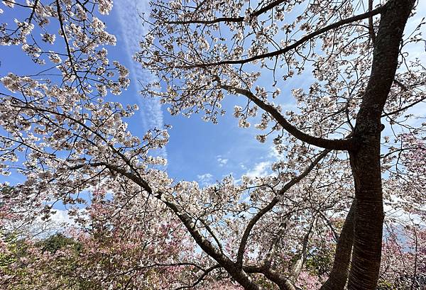 福壽山農場千櫻園。千櫻綻放粉紅滿園。台中市和平區