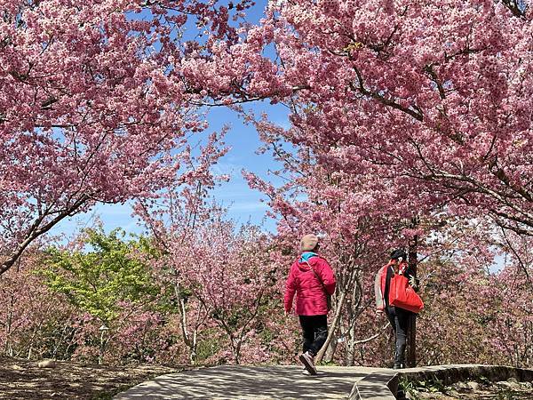 福壽山農場千櫻園。千櫻綻放粉紅滿園。台中市和平區