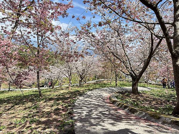 福壽山農場千櫻園。千櫻綻放粉紅滿園。台中市和平區