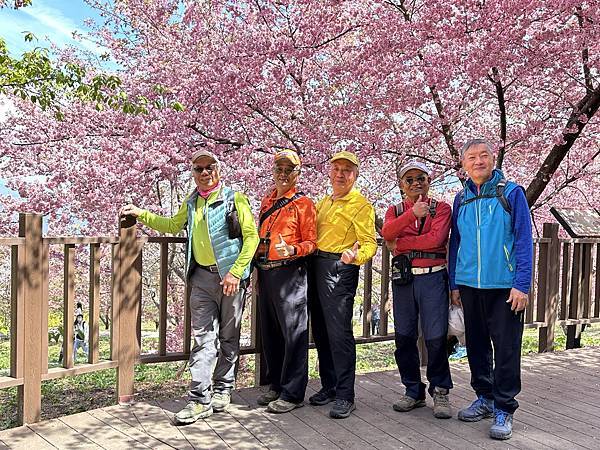 福壽山農場千櫻園。千櫻綻放粉紅滿園。台中市和平區